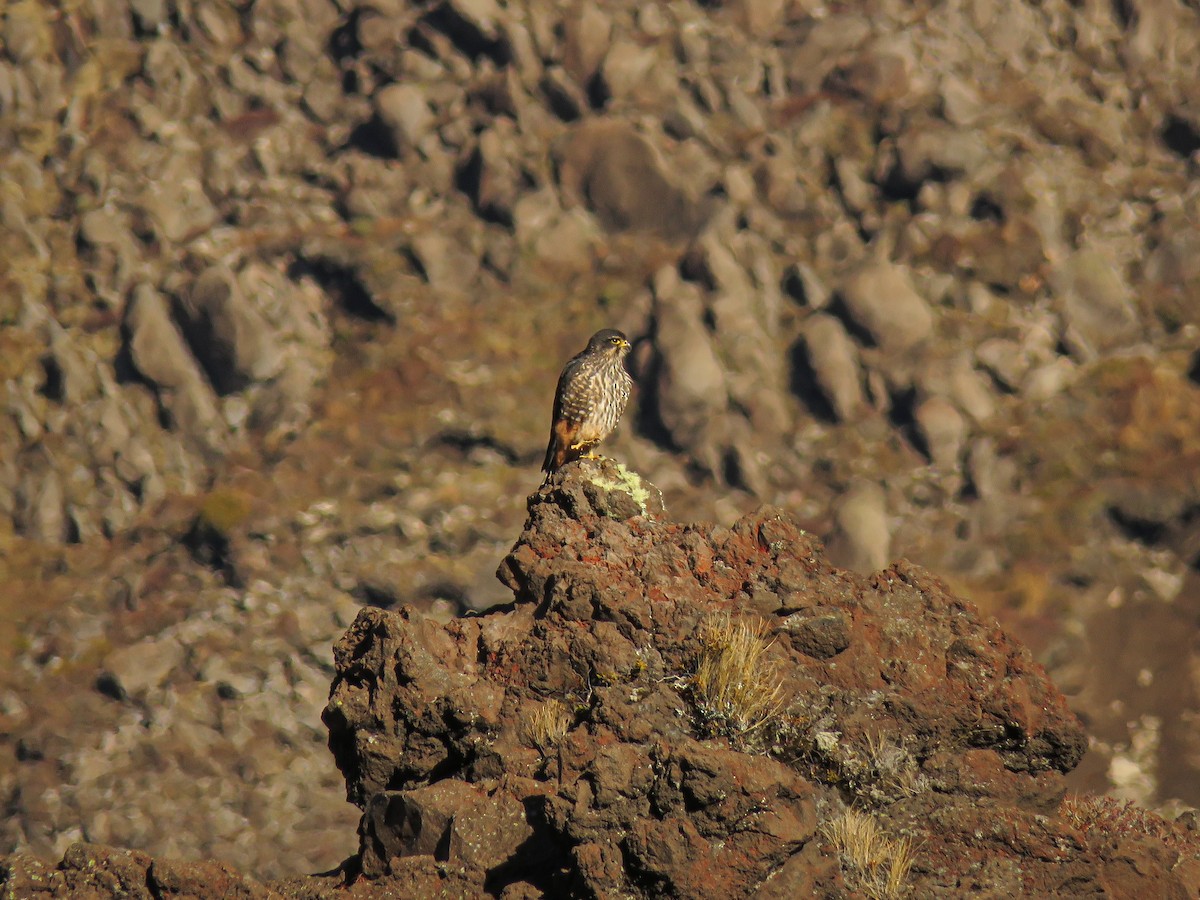 New Zealand Falcon - ML470468191