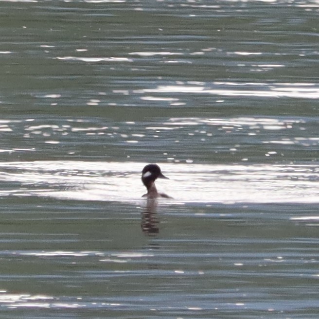 Bufflehead - ML470468631
