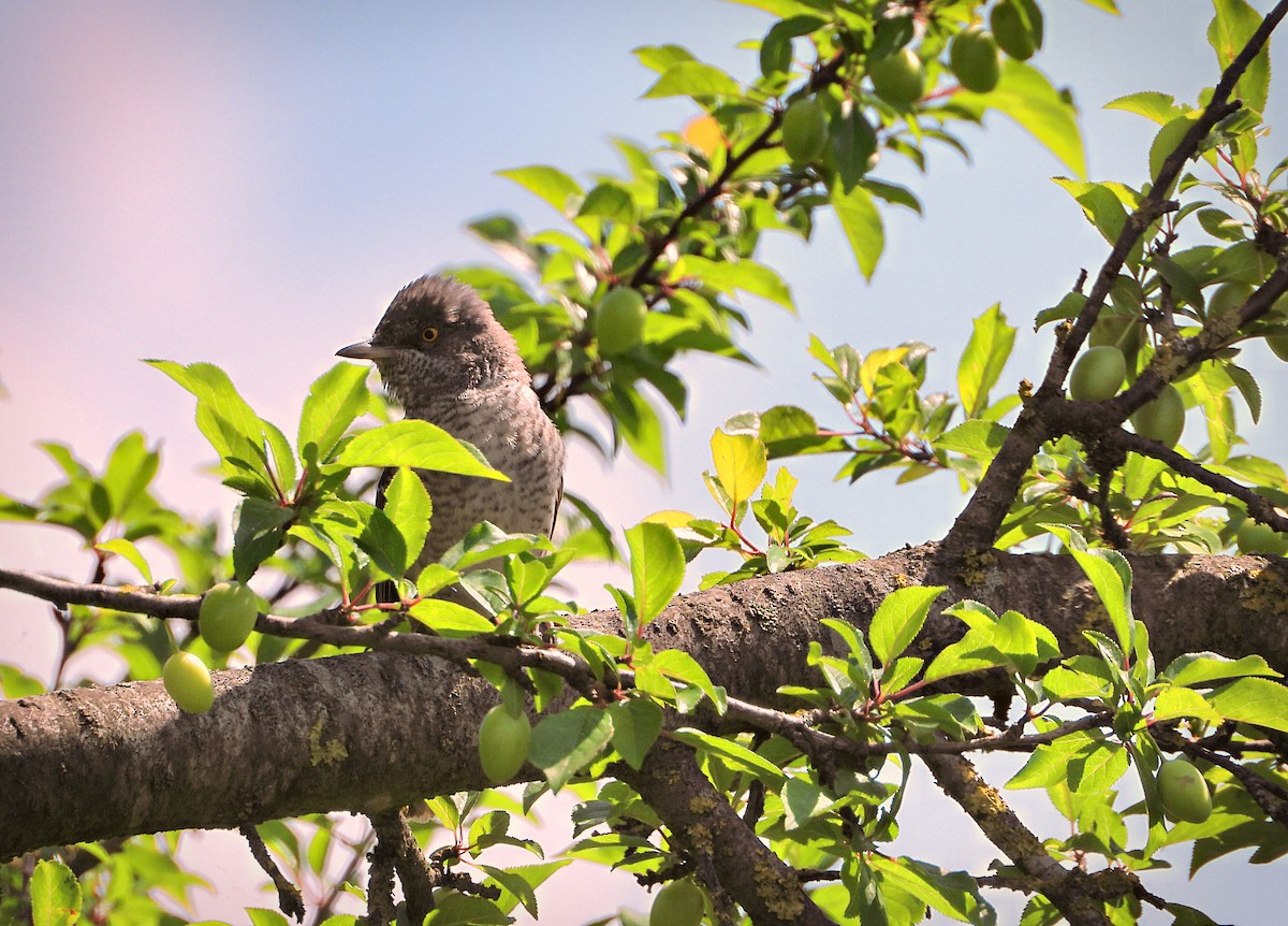 Barred Warbler - ML470468691