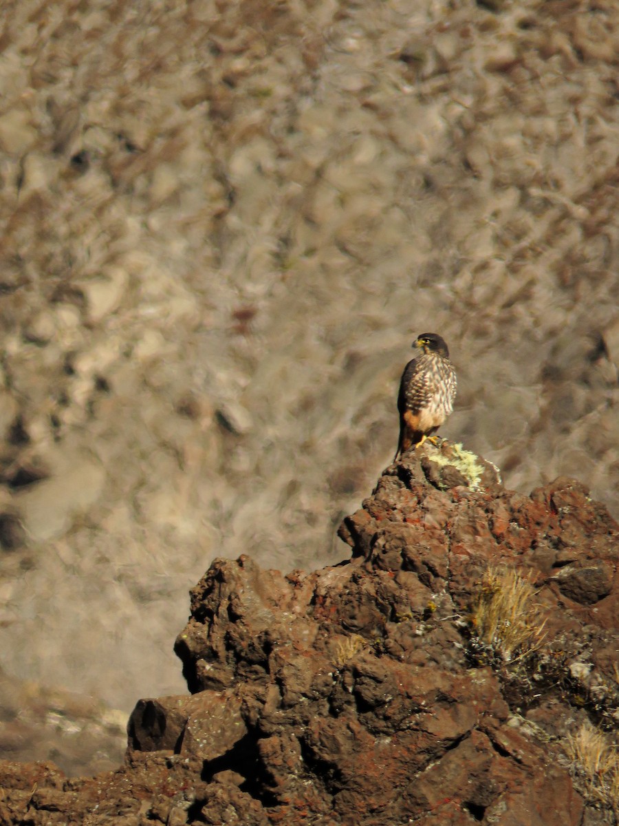 New Zealand Falcon - Jorge Peláez Blanco