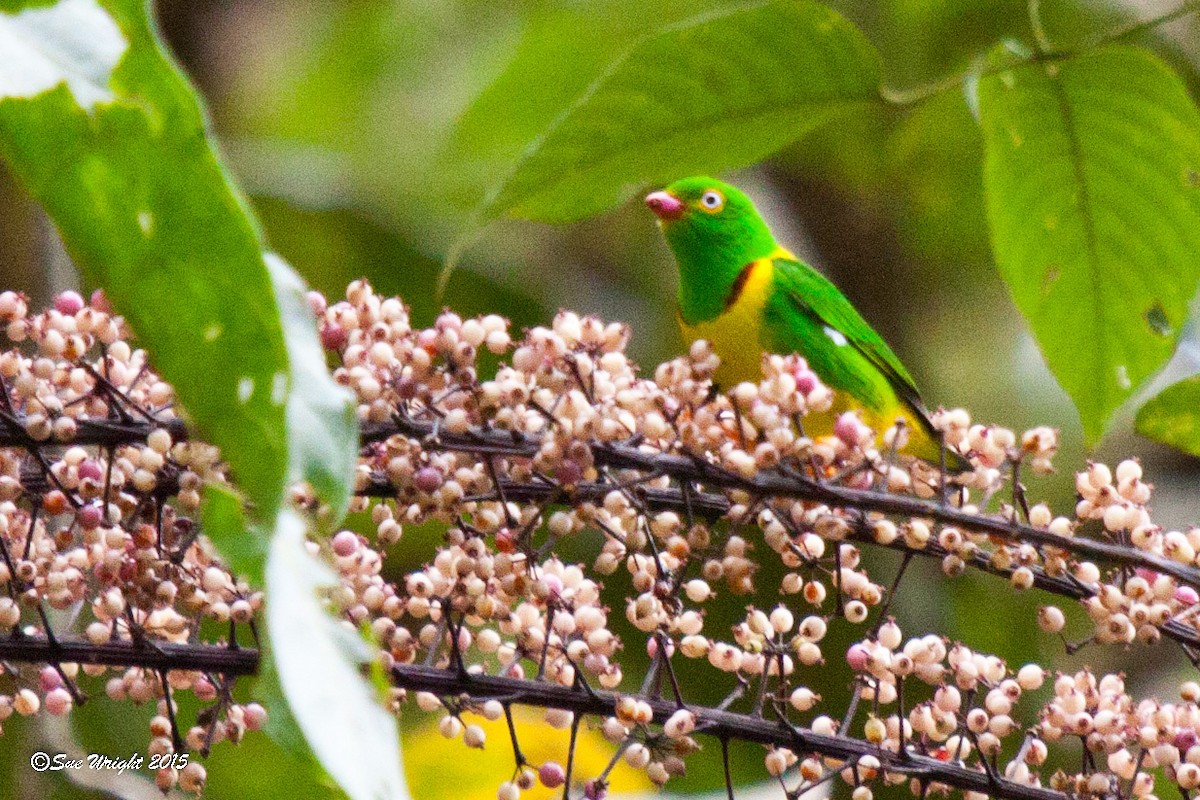 Yellow-collared Chlorophonia - Sue Wright