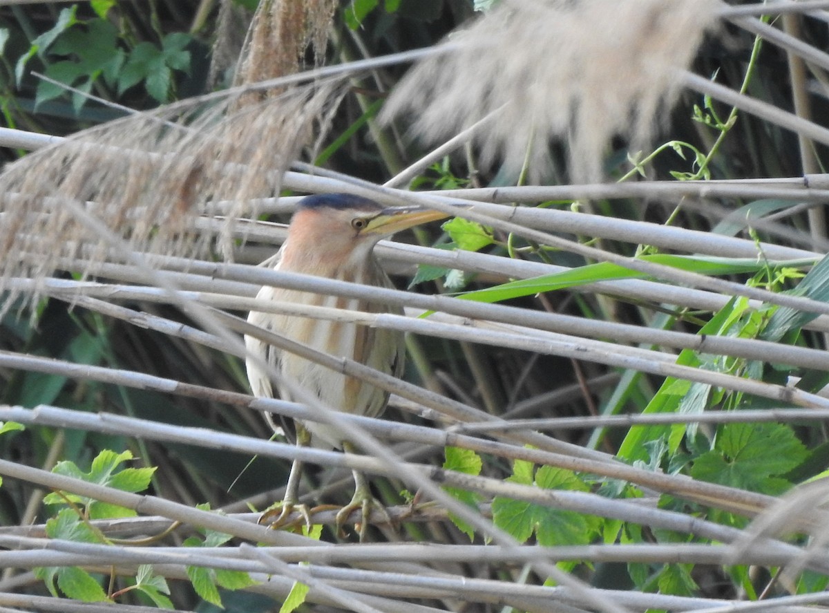 Little Bittern - ML470469141