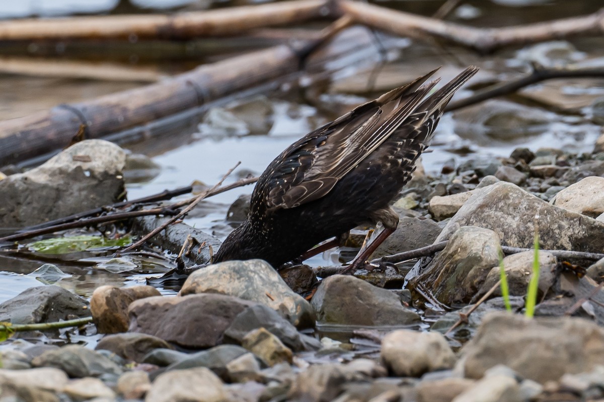 European Starling - ML470470011