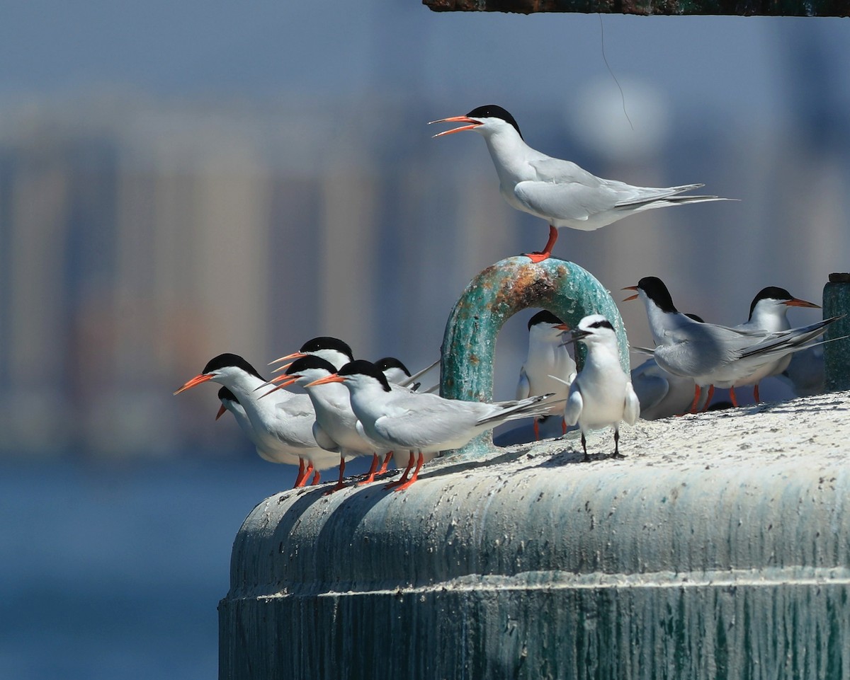 Roseate Tern - Qiang Zeng