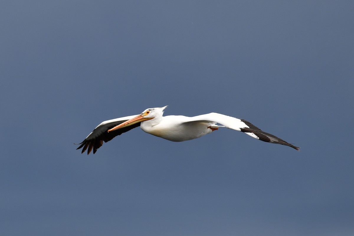 American White Pelican - Andy Nguyen