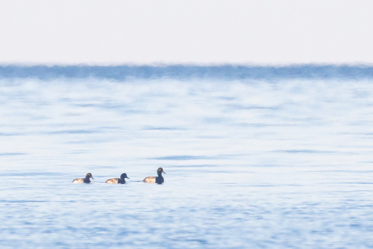 Greater Scaup - Paul Jones