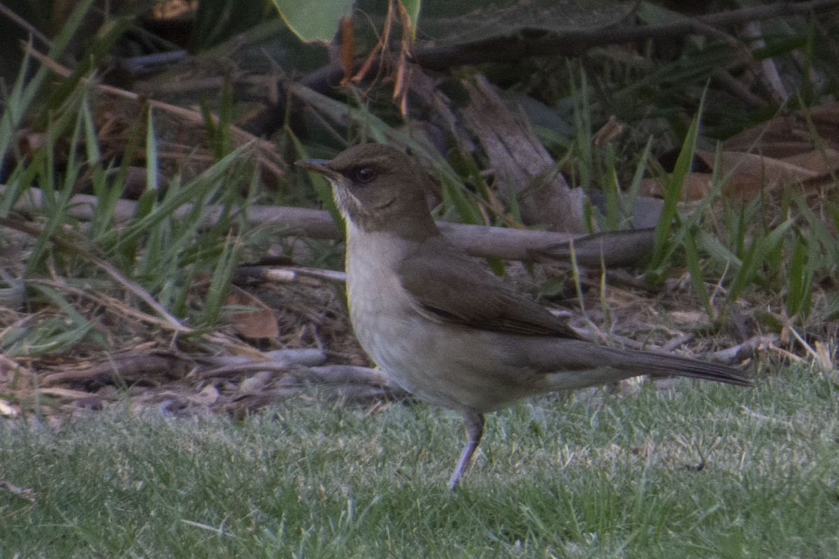 Creamy-bellied Thrush - ML470471611