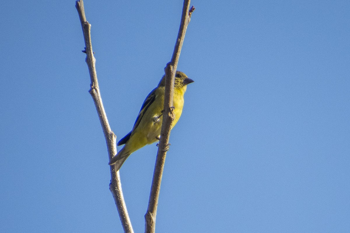 Hooded Siskin - ML470471631