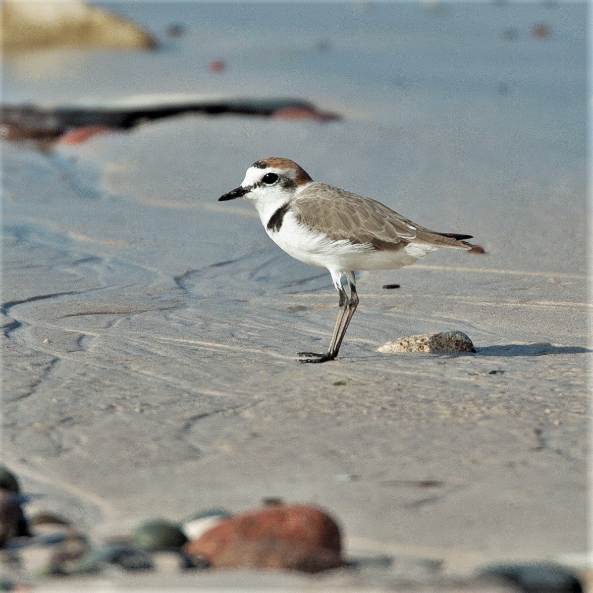 Kentish Plover - ML470471661