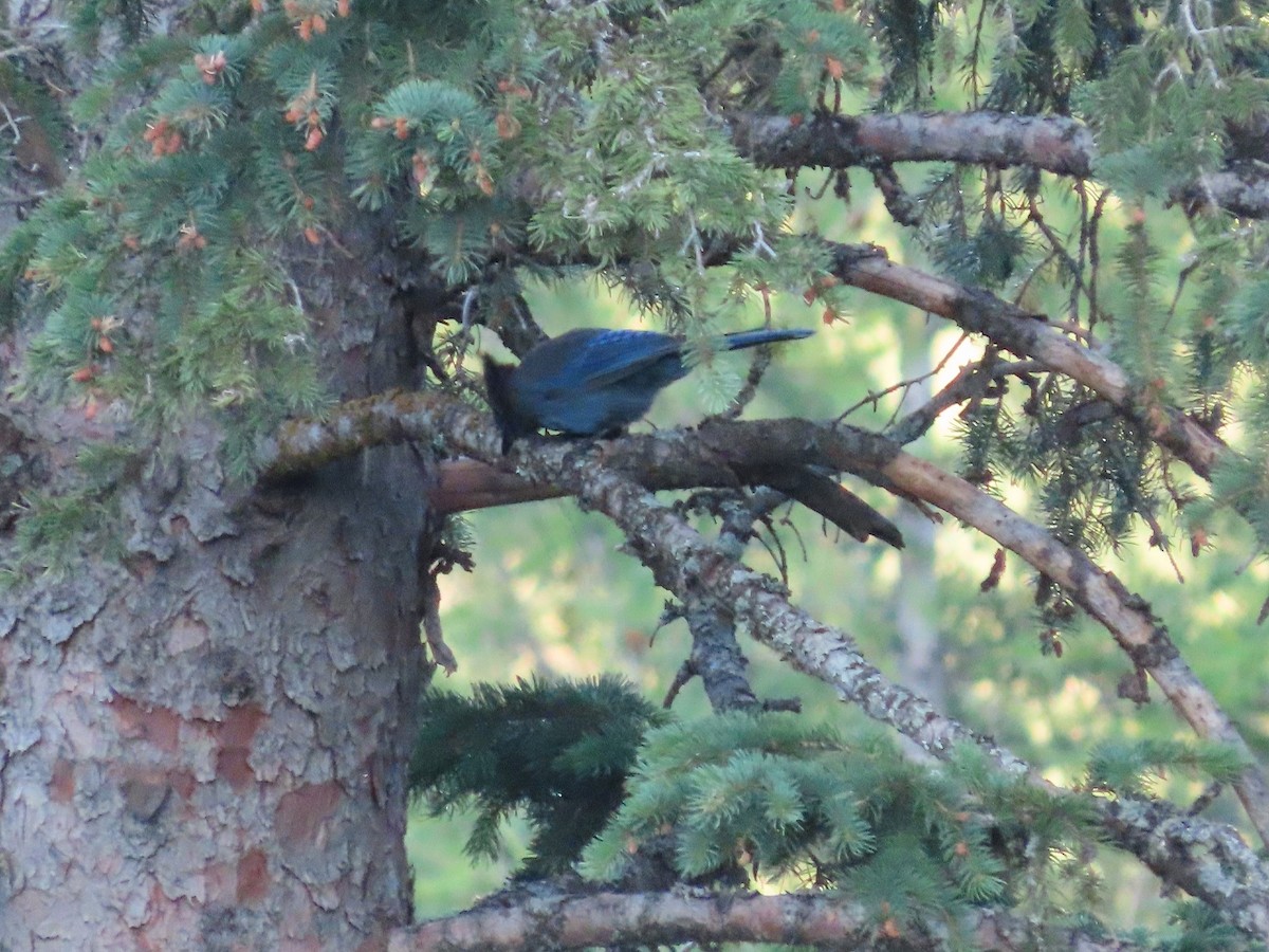 Steller's Jay - ML470472311