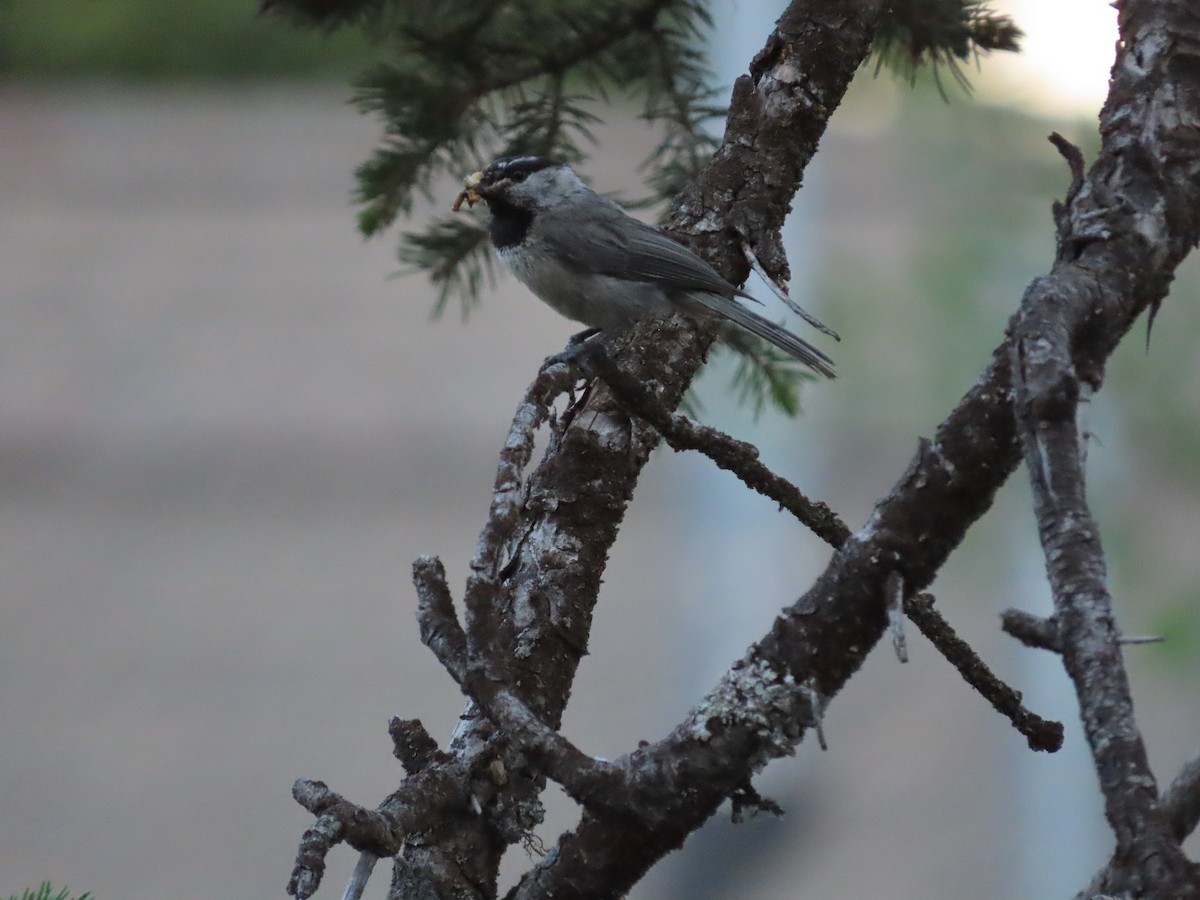 Mountain Chickadee - ML470472381