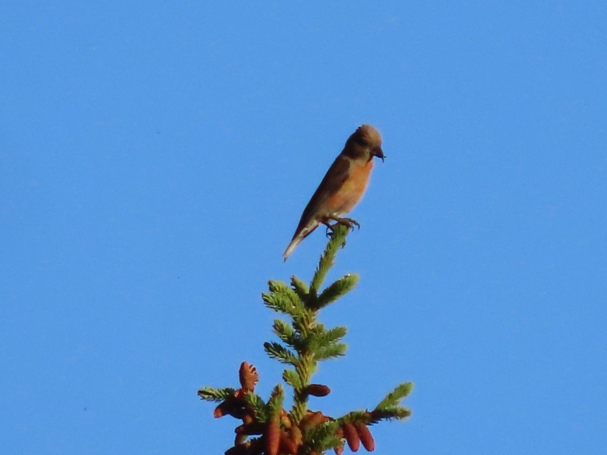 Red Crossbill - ML470472461