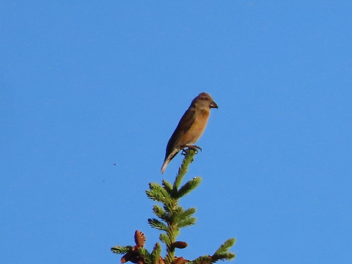 Red Crossbill - ML470472471