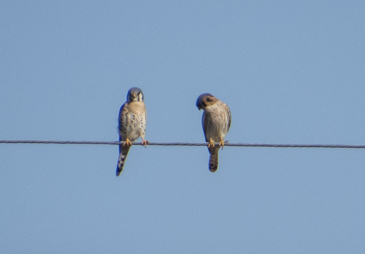 American Kestrel - ML470472541