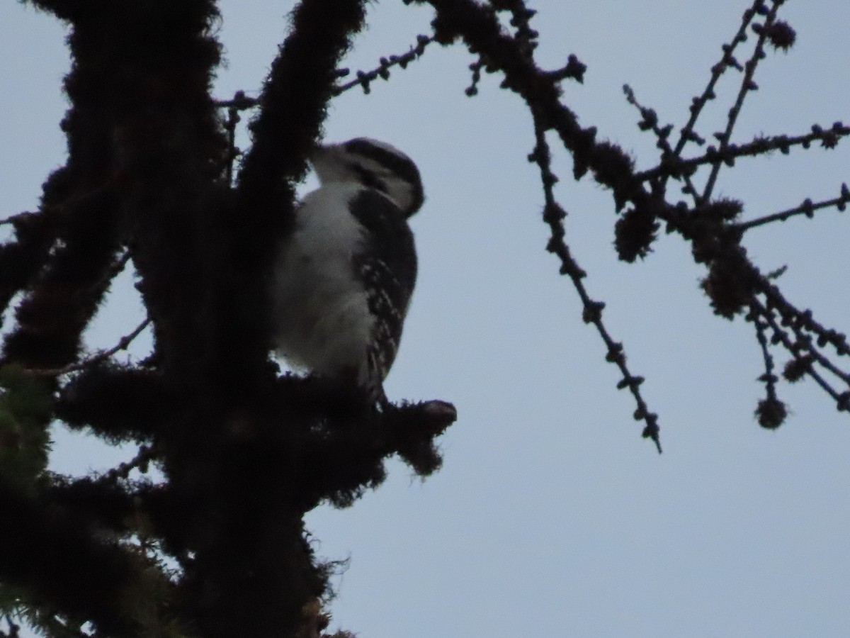 Hairy Woodpecker - Anne (Webster) Leight