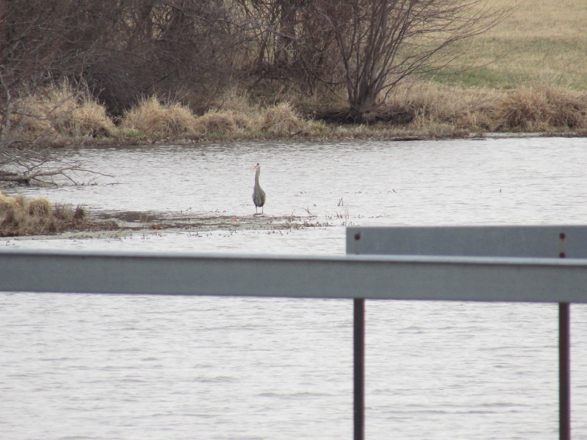 Great Blue Heron - ML470473921