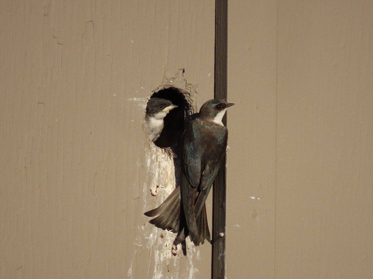 Golondrina Bicolor - ML470473941