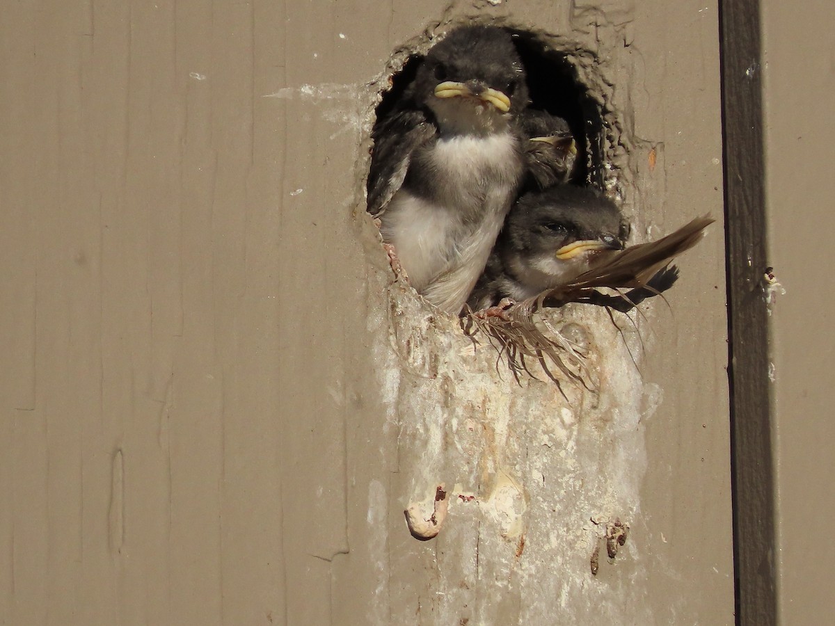 Tree Swallow - ML470473961