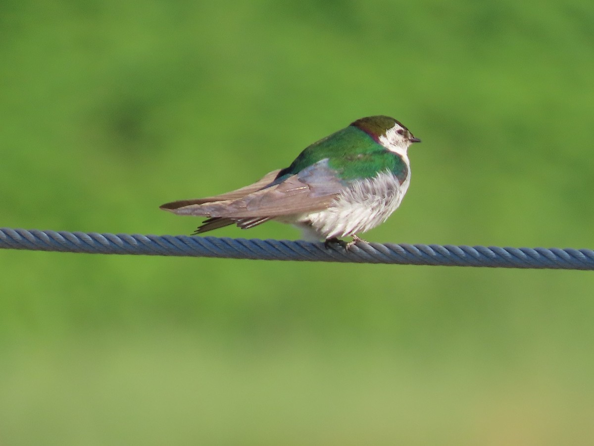 Violet-green Swallow - ML470474021