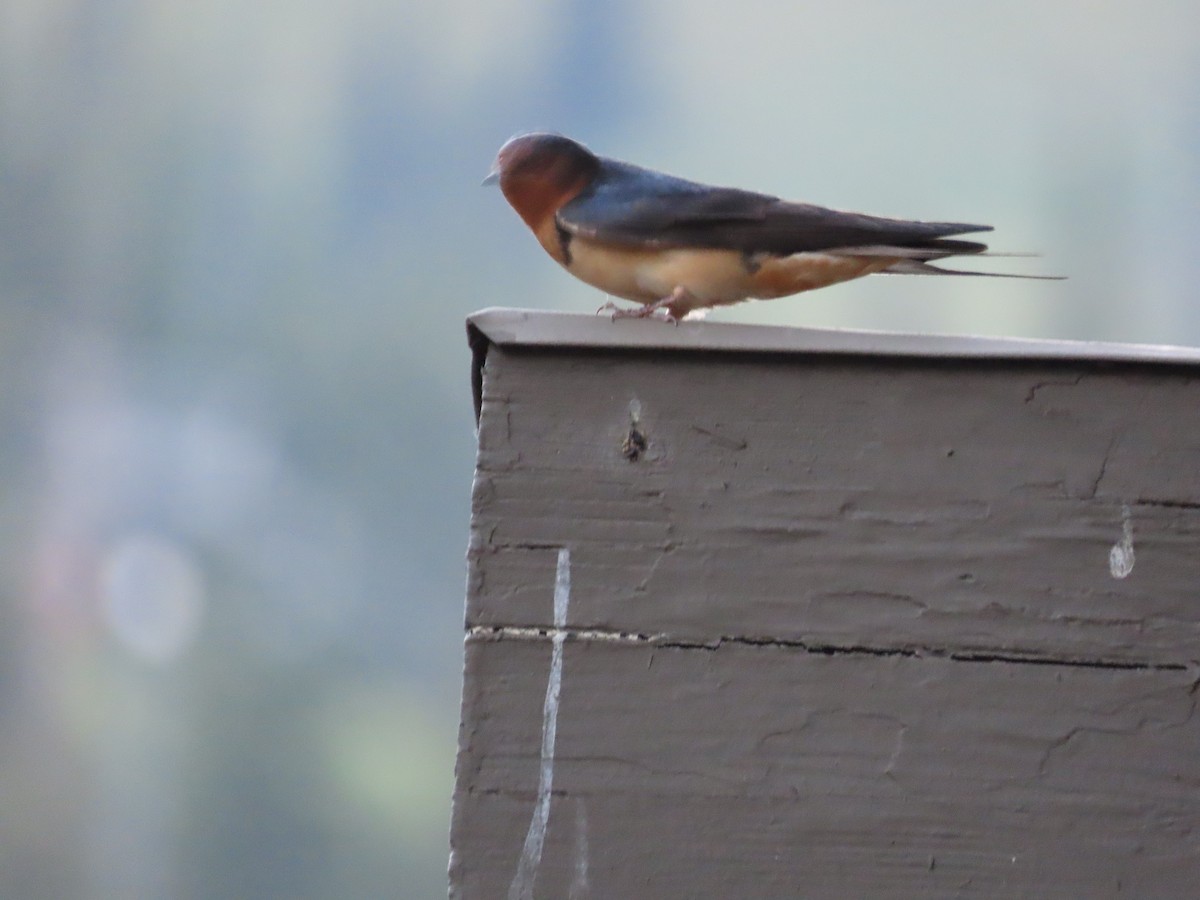 Golondrina Común - ML470474051