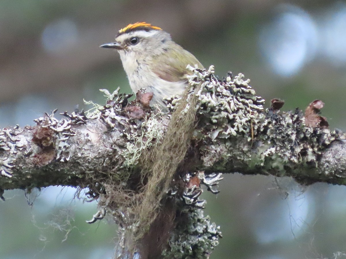 Golden-crowned Kinglet - ML470474561