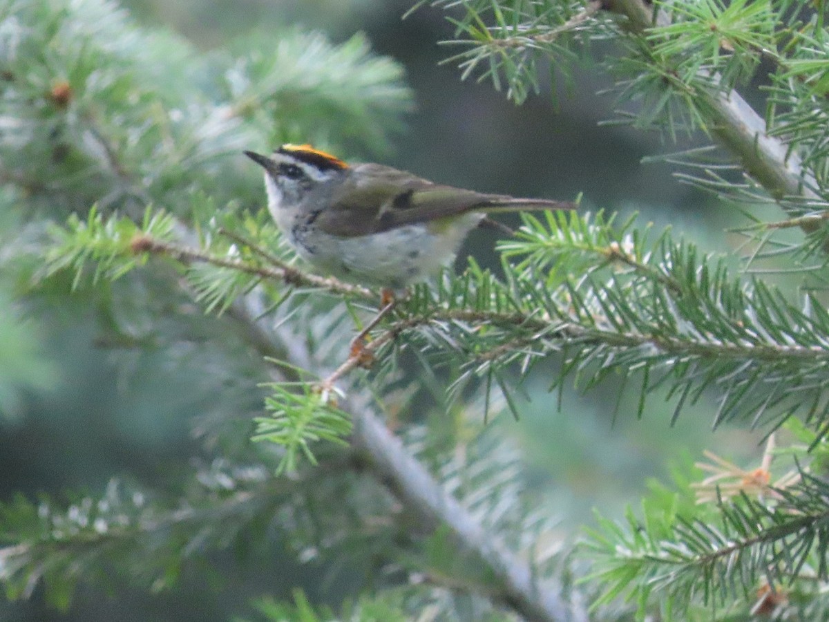 Golden-crowned Kinglet - Anne (Webster) Leight