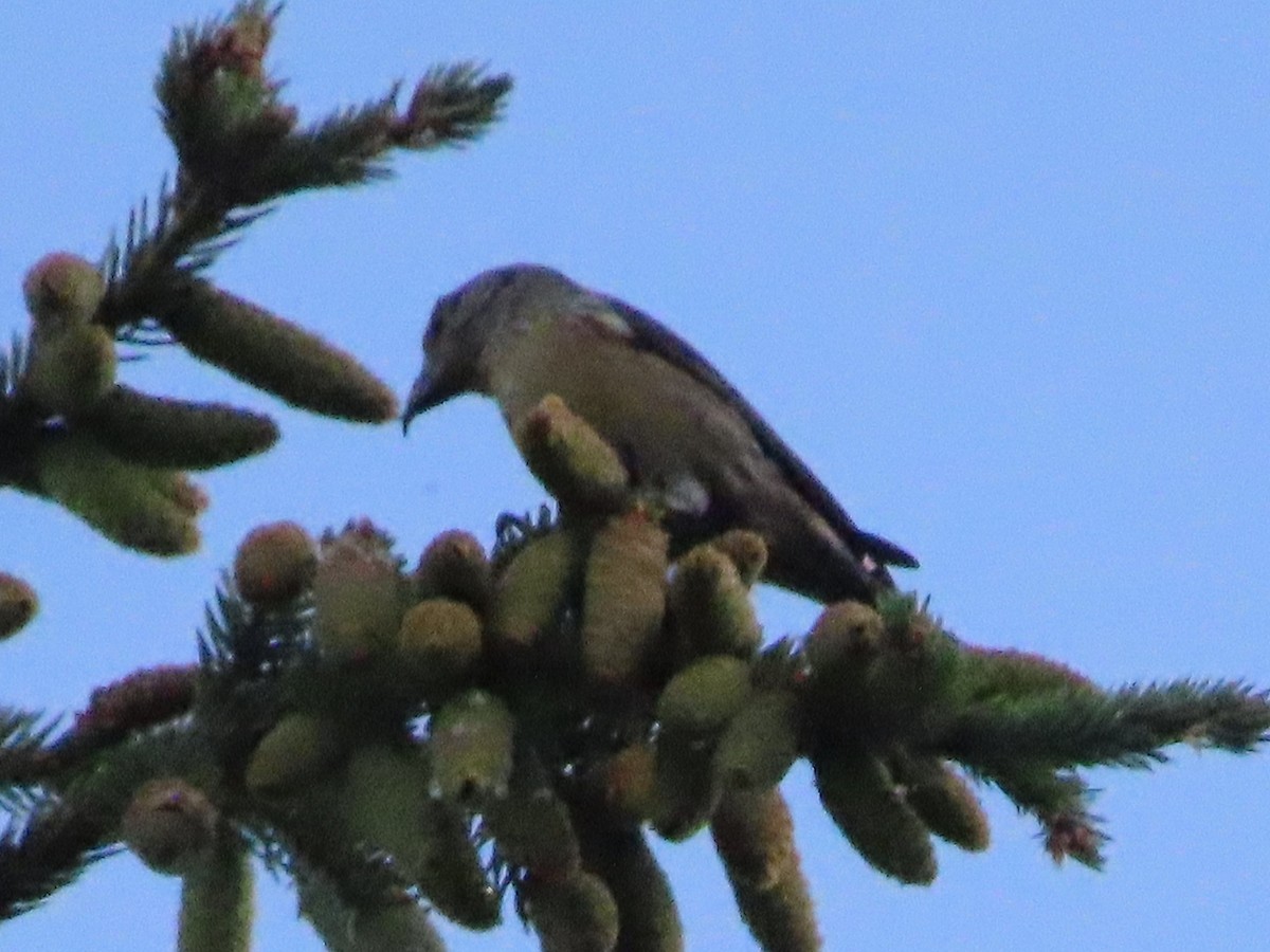 Red Crossbill - ML470475021