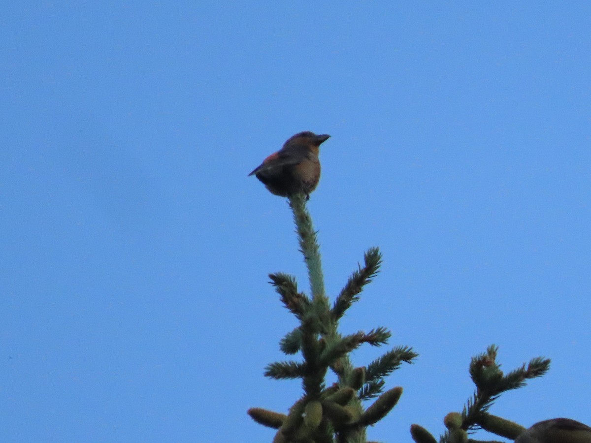 Red Crossbill - ML470475031