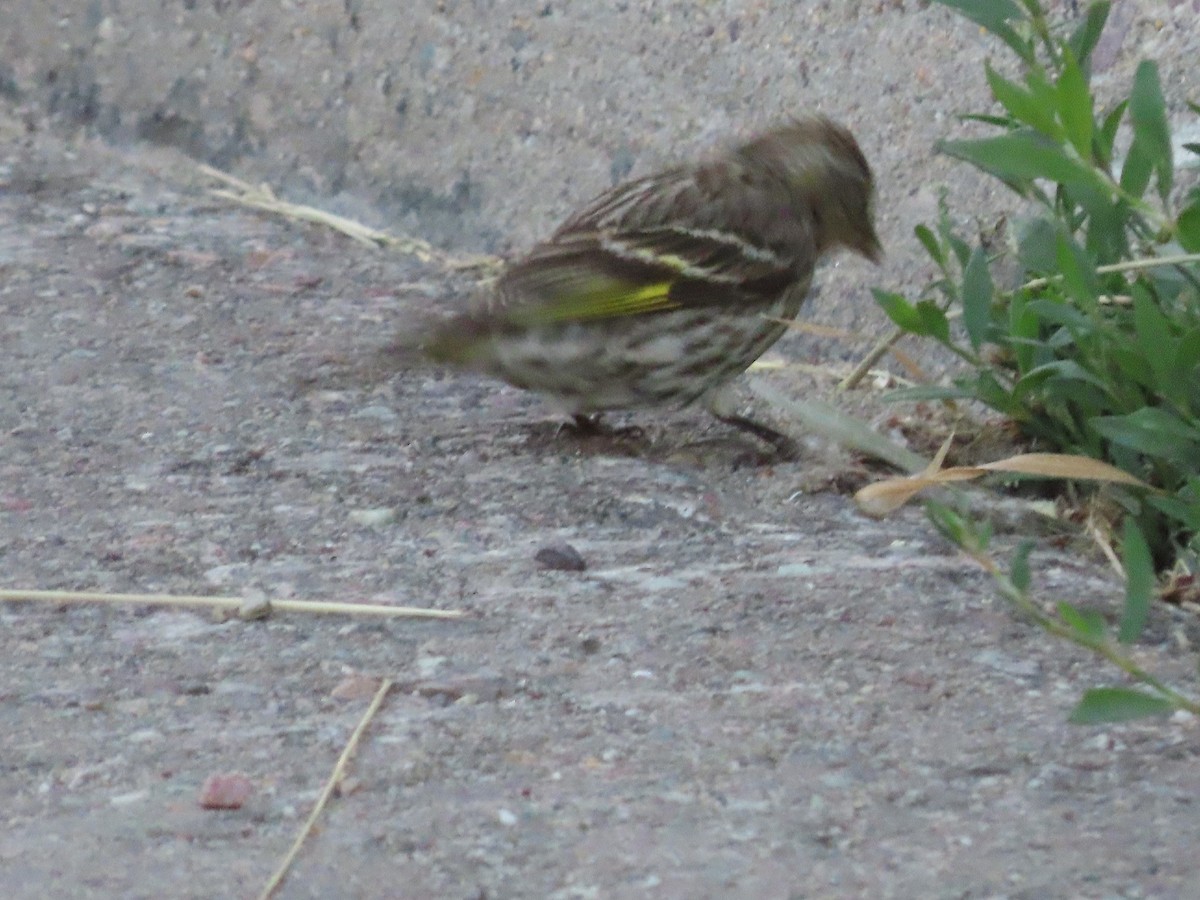 Pine Siskin - ML470475061