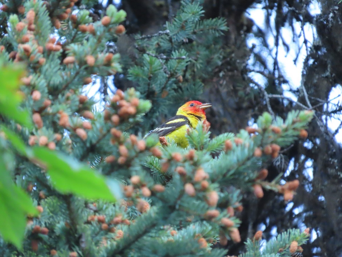 Western Tanager - ML470475281