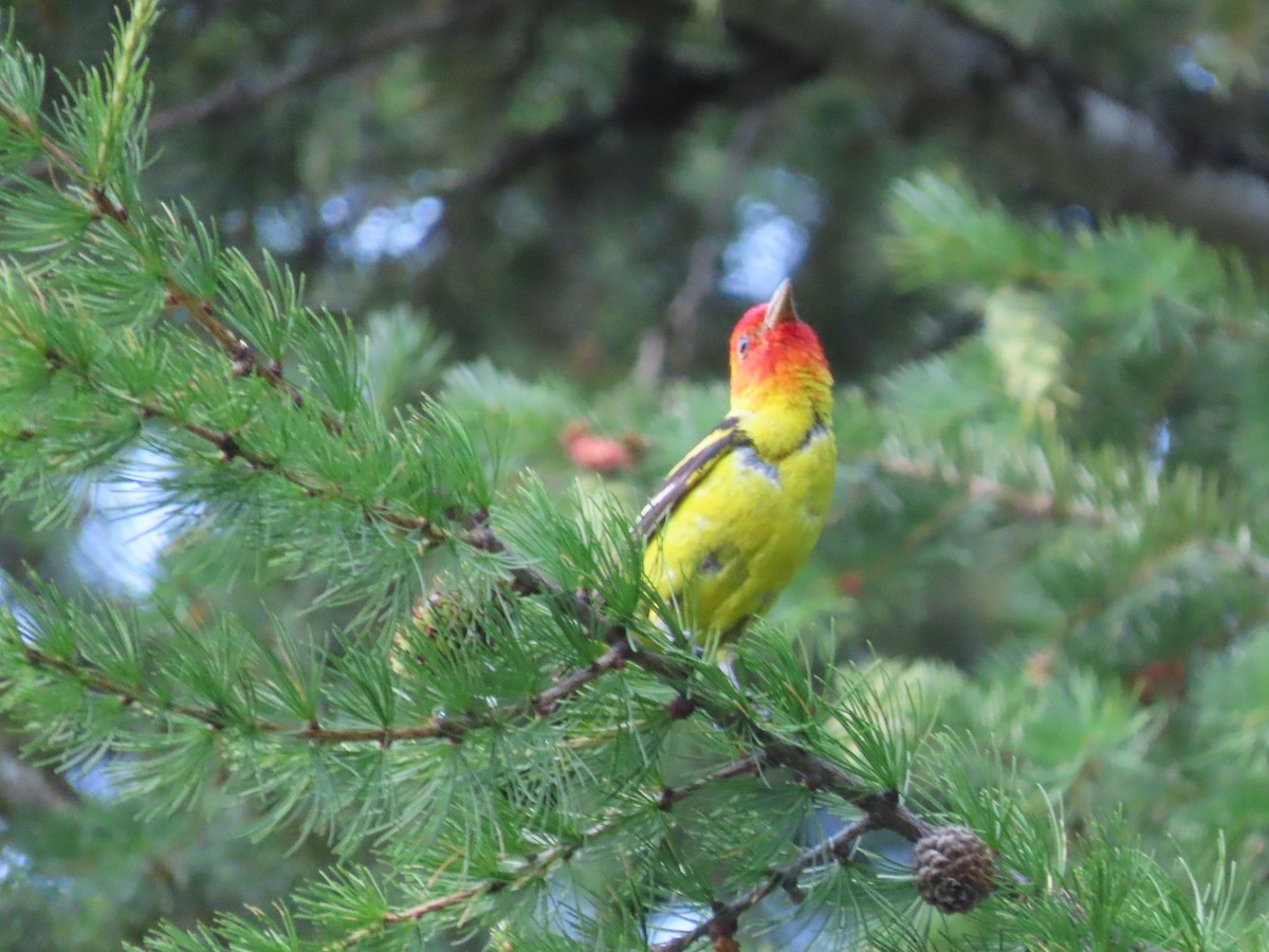 Western Tanager - Anne (Webster) Leight