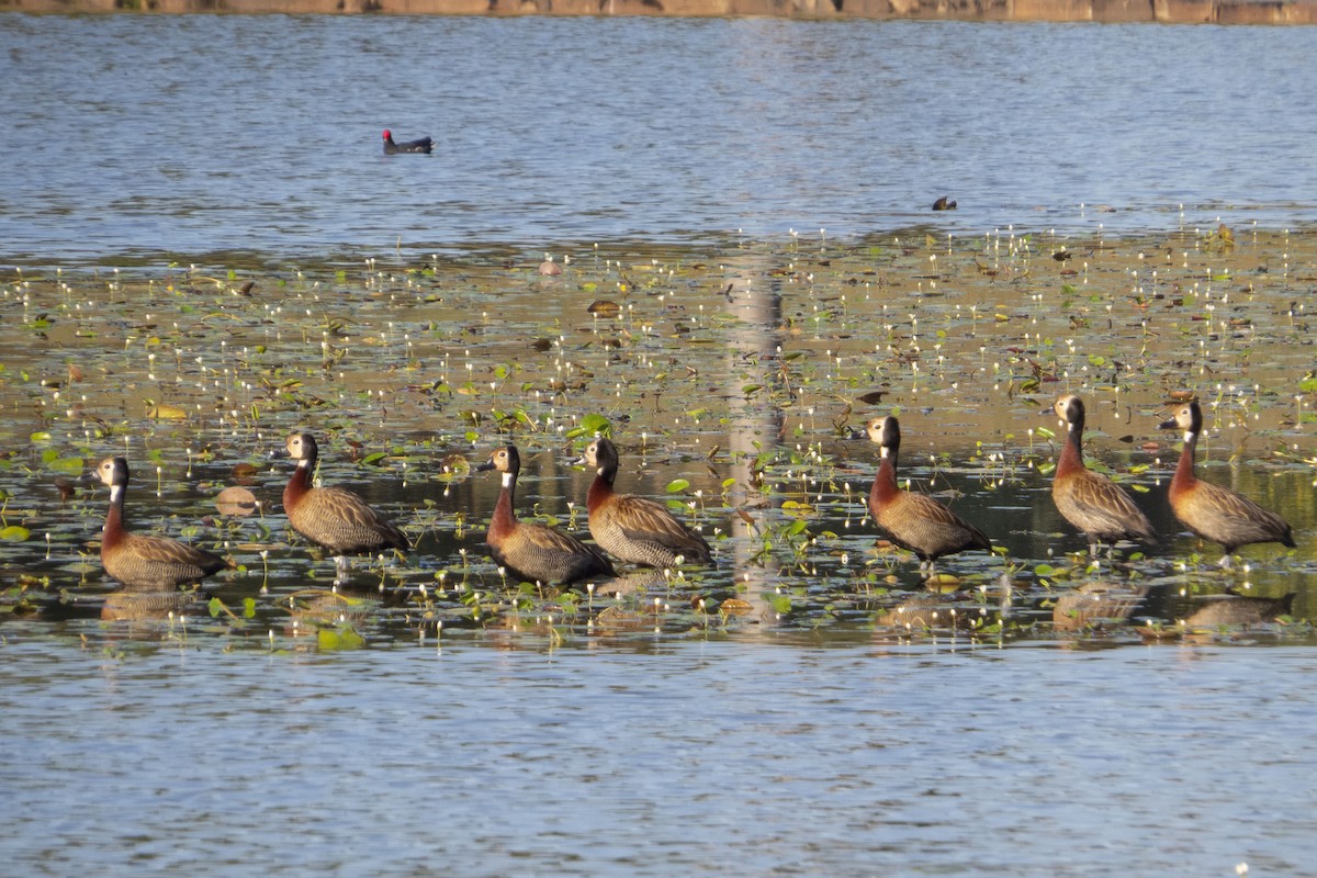 White-faced Whistling-Duck - Gustavo Quintanilha