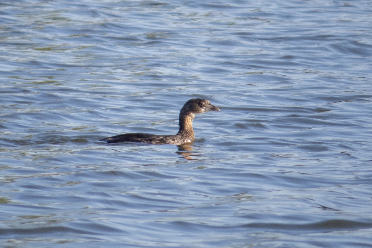 Pied-billed Grebe - ML470475481