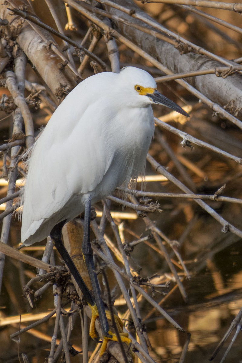 Snowy Egret - ML470475581