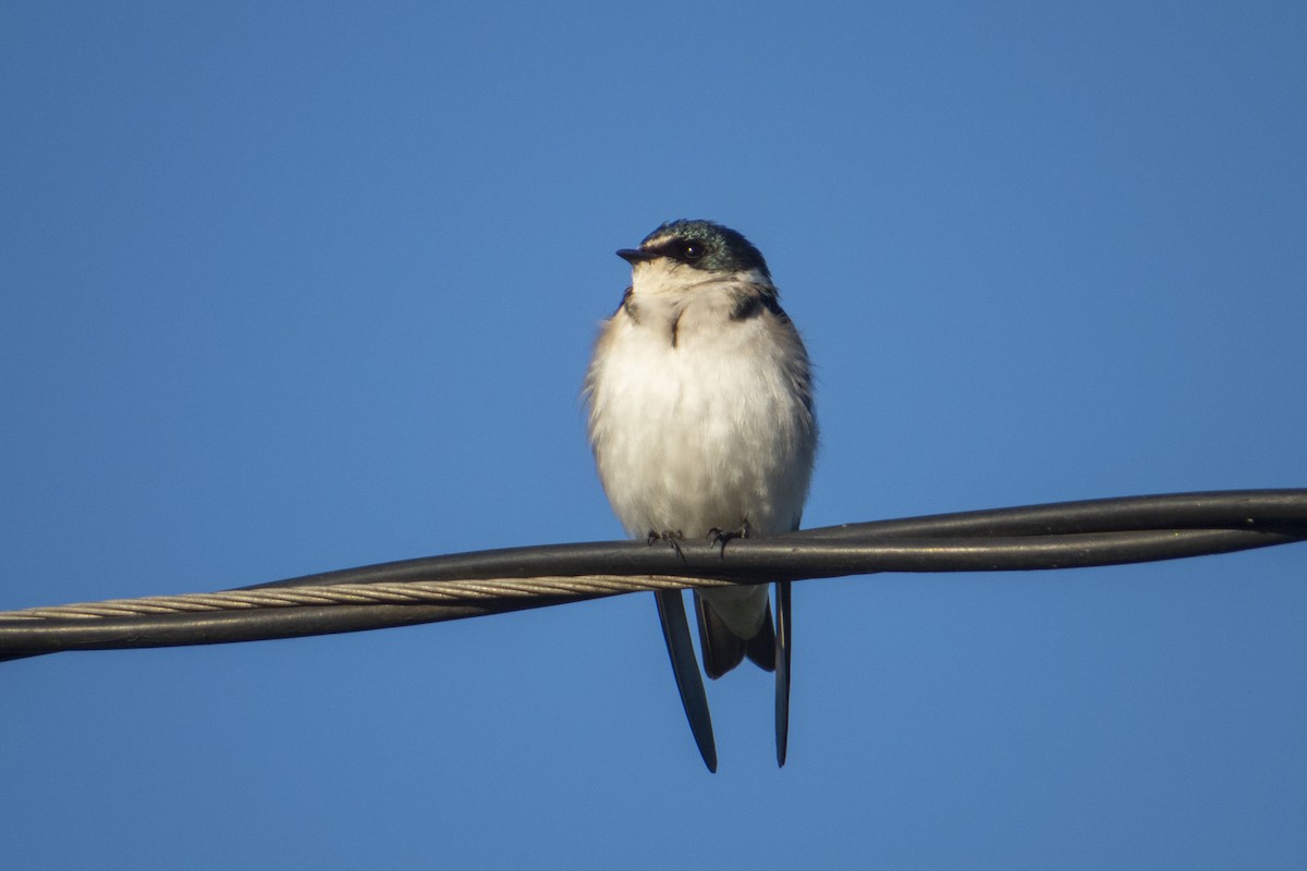 Golondrina Cejiblanca - ML470475641