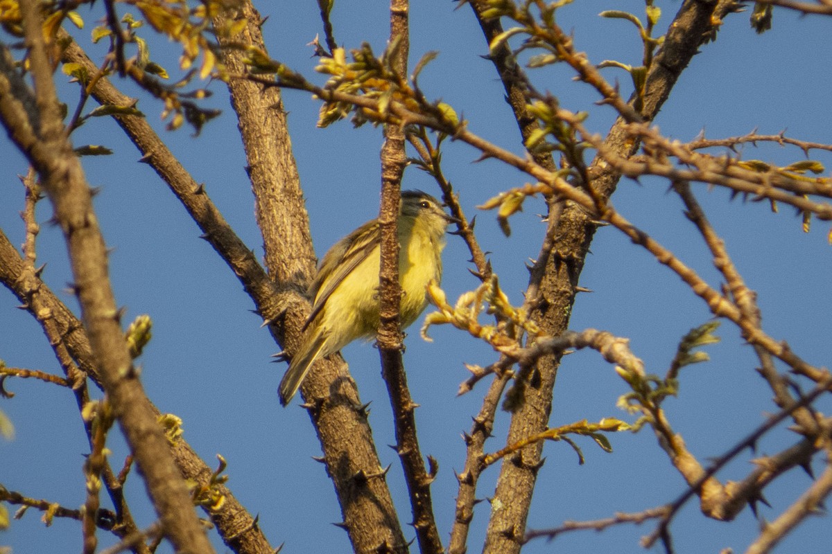 Tyranneau à poitrine jaune - ML470475661