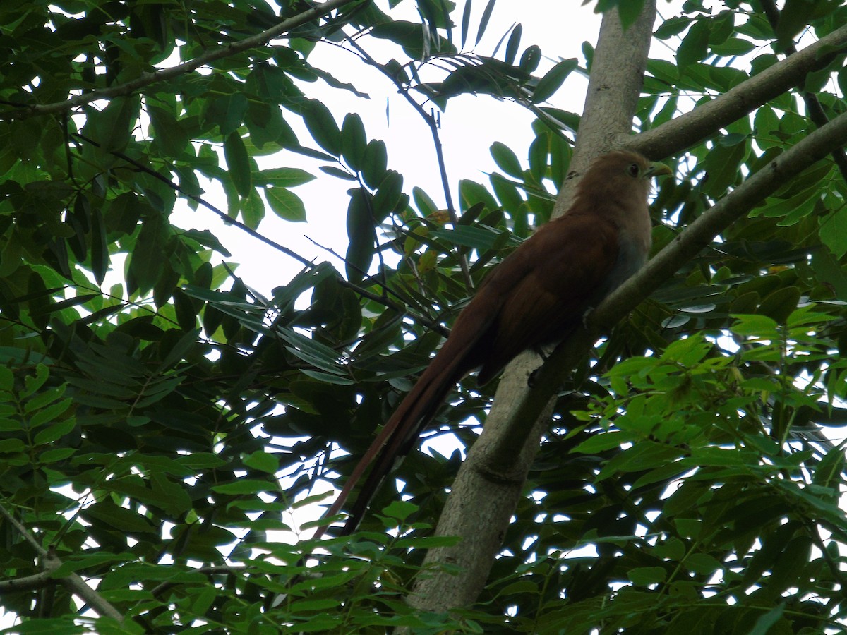 Squirrel Cuckoo - ML470476281