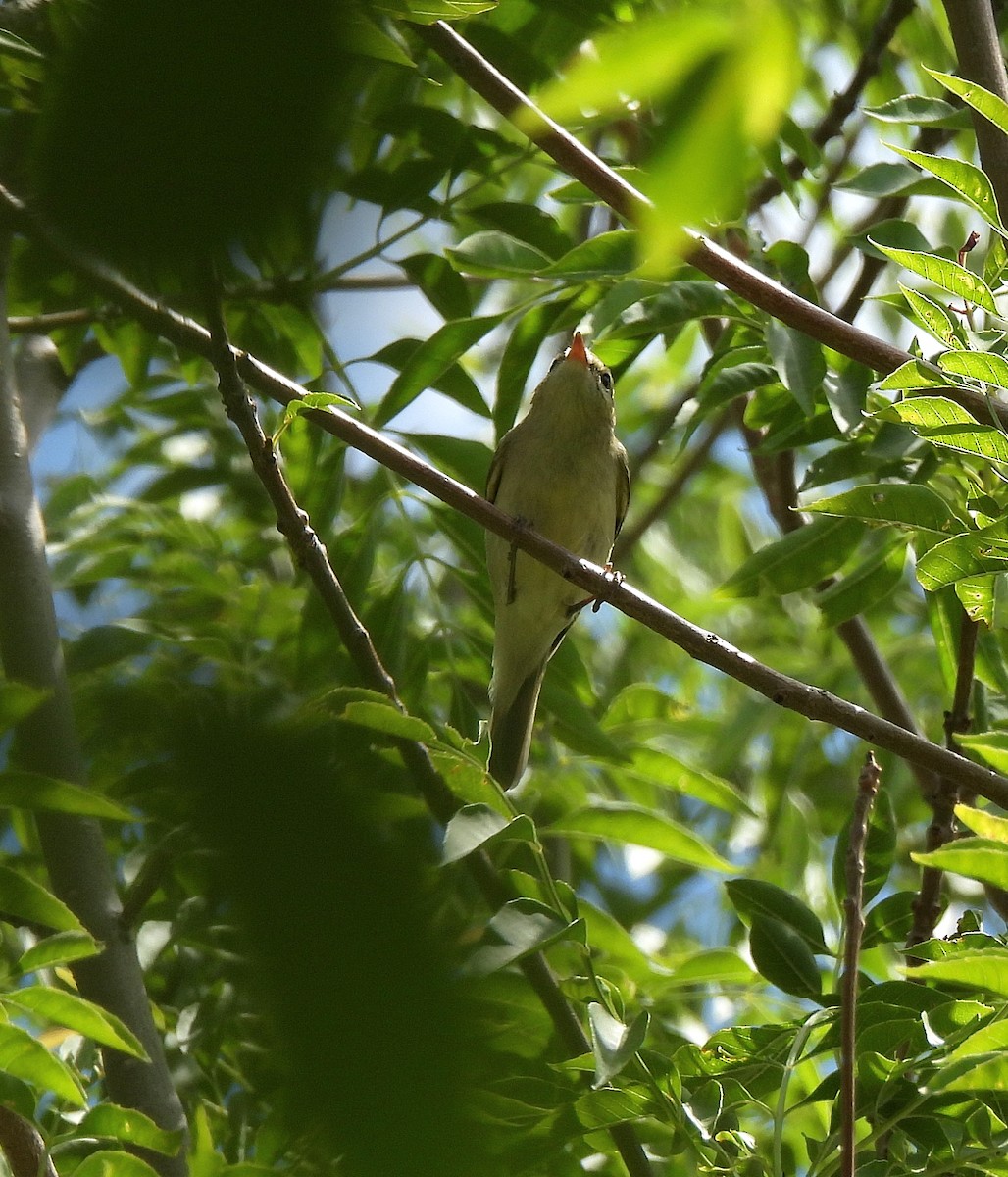 Greenish Warbler - ML470477141