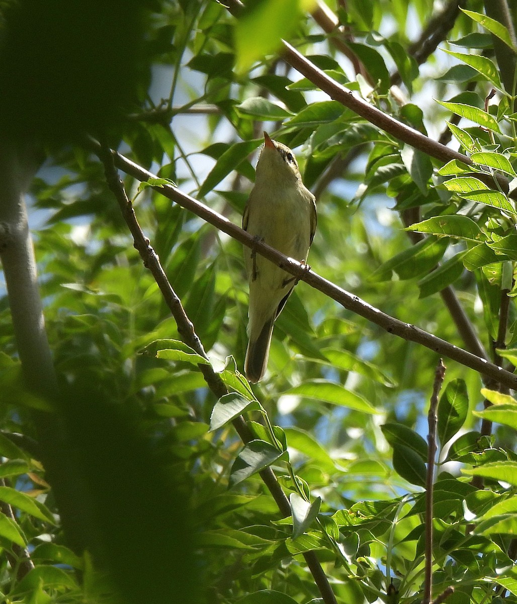 Greenish Warbler - ML470477151