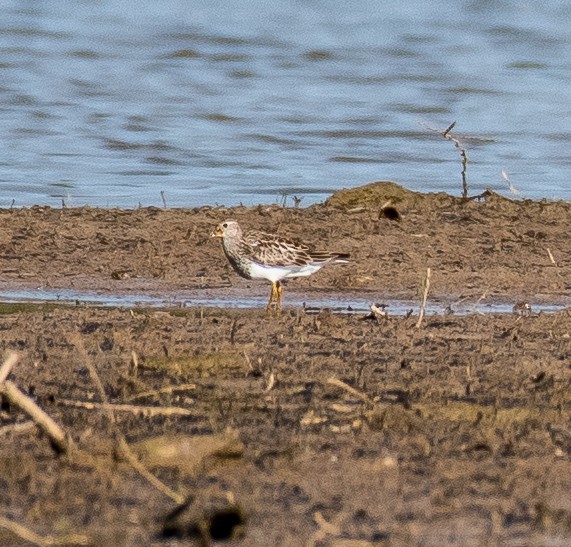 Pectoral Sandpiper - ML470477581