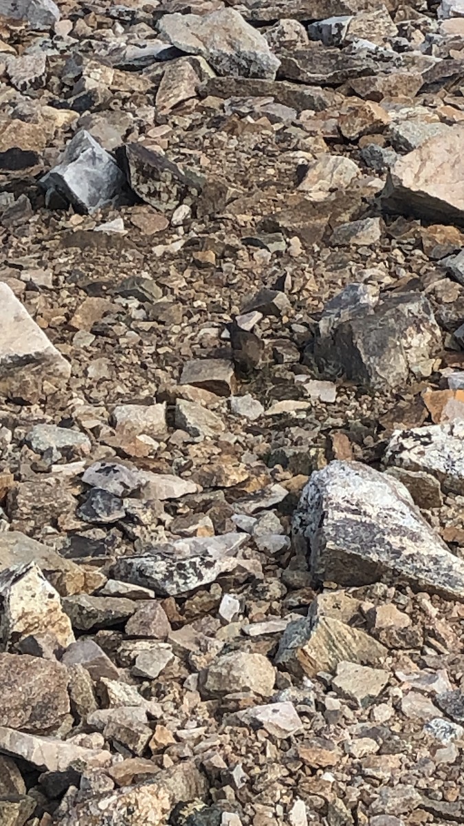 Brown-capped Rosy-Finch - ML470479051