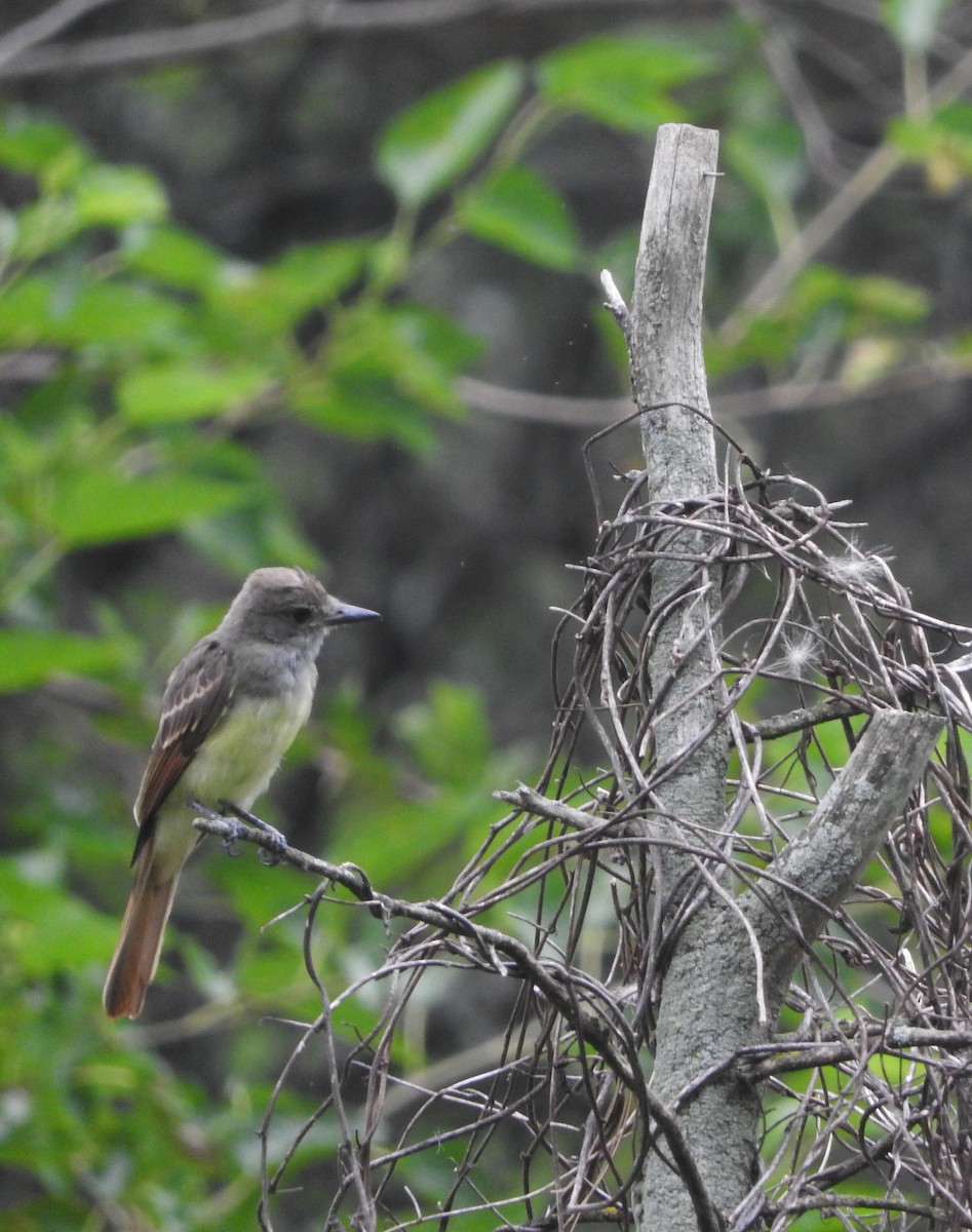 Great Crested Flycatcher - ML470479071