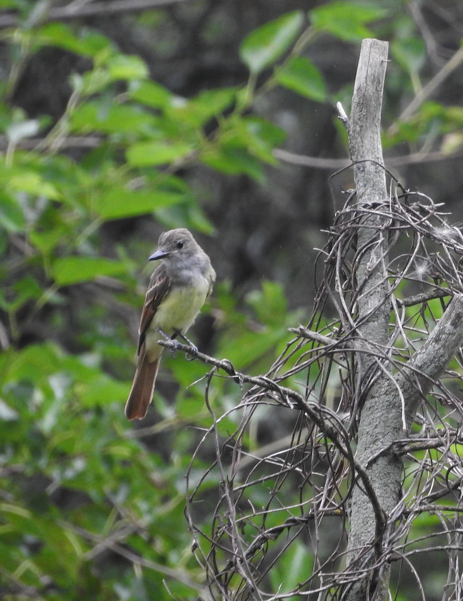 Great Crested Flycatcher - ML470479081