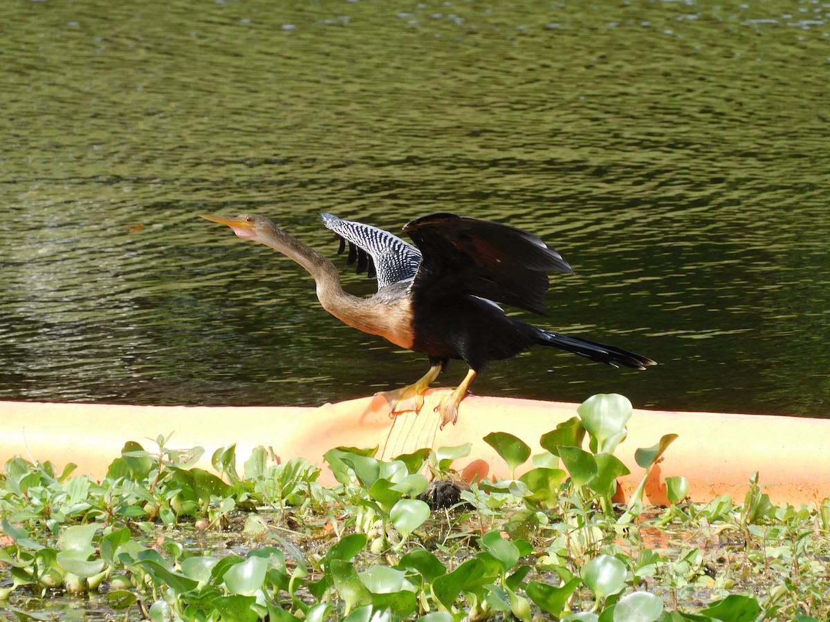 Anhinga - ML470481931