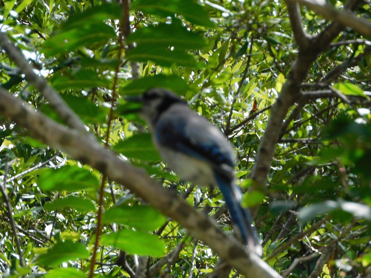 Blue Jay - ML470482011