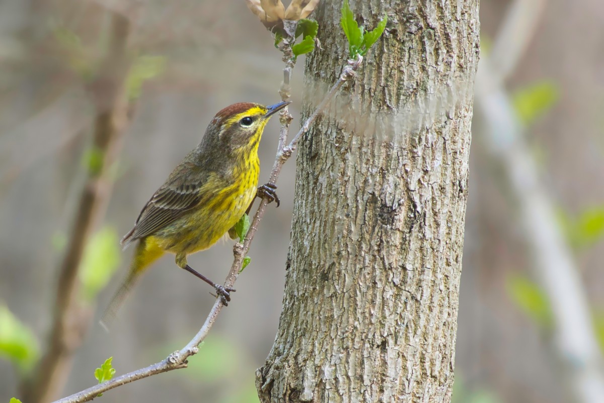 Palm Warbler - ML470482741