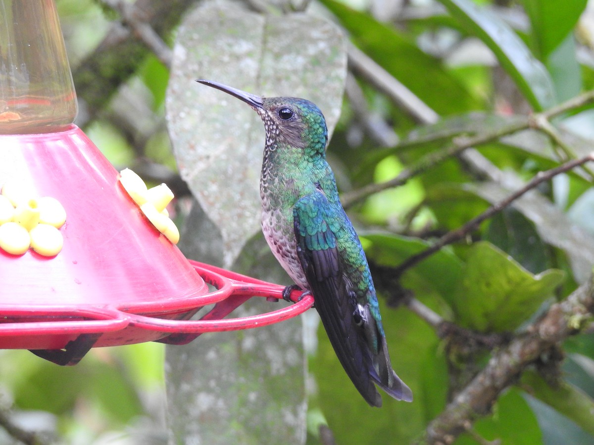 Scaly-breasted Hummingbird - ML470484171