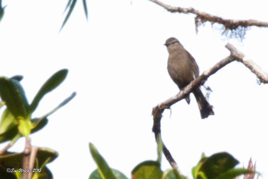 Smoky Bush-Tyrant - ML47048491