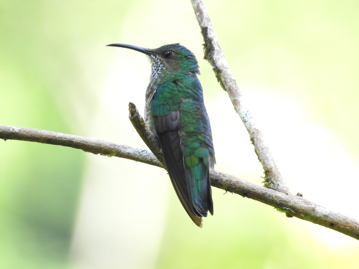 Scaly-breasted Hummingbird - ML470485271