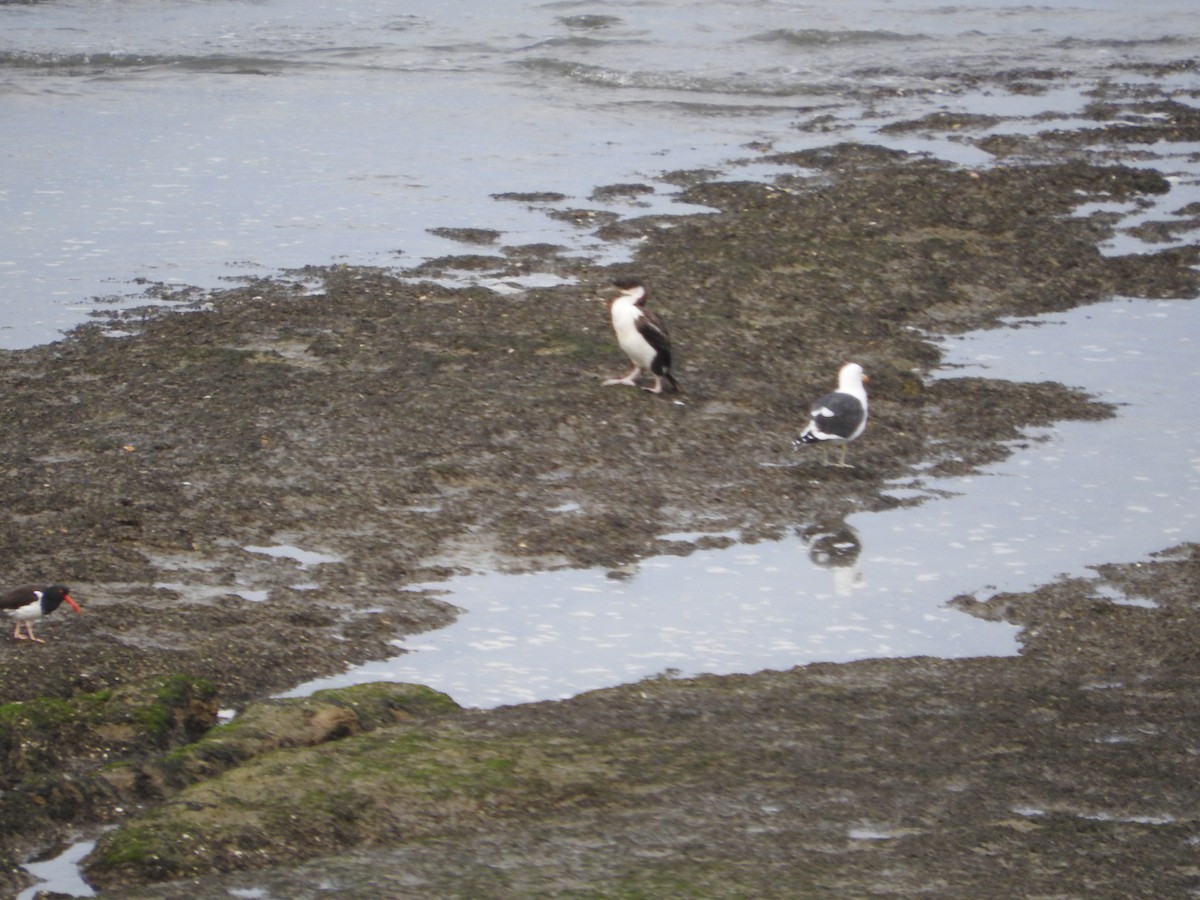 Imperial Cormorant - ML470485721